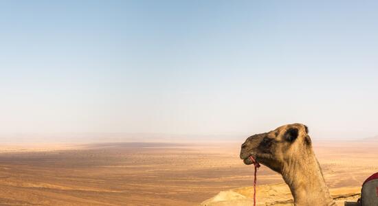 Ein Kamel steht am Rande der Sahara mit Blick auf die weiten Sanddünen von Erg Chegaga unter klarem Himmel.